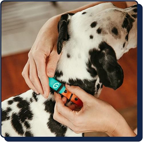 Miniatura 4 de Good Trouble Pets Everyday - Collar para perro, collar de nailon impermeable para mascotas con revestimiento de PVC, collar para perros
