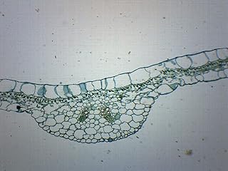 Begonia Leaf - Cross Section - Prepared Microscope Slide - 75 x 25mm - Biology & Microscopy - Eisco Labs