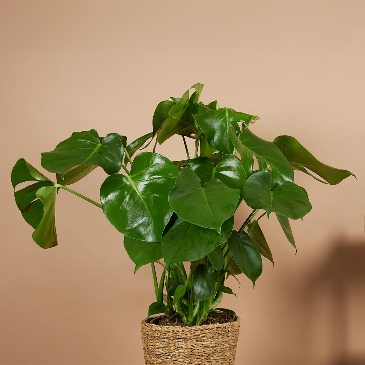 philodendron nangaritense vs fuzzy petiole Philodendron Sp. Fuzzy Petiole main image 1