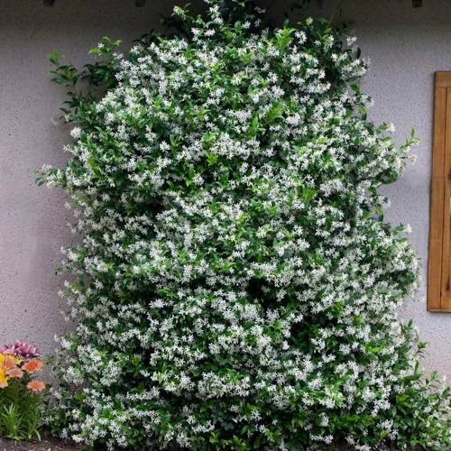 Image of Bigreen Chameli Jasmine Live Flowering Plant with Fragrant White Blooms | Indoor Outdoor Plant in Decorative Plastic Pot | Easy Care Live Plant for Home Garden Balcony Decor (Pack of 1)