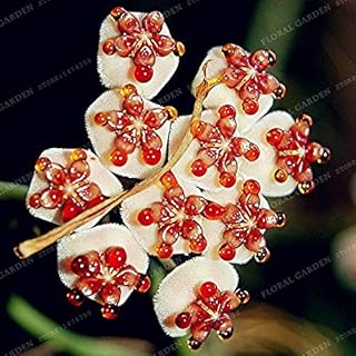 . ! Grande vendita piante Bonsai Hoya Fiori in Vaso Bonsai impianto Hoya Orchid giardino domestico di DIY 100 particelle/Pack, Piantare casa: 21: Only Seeds