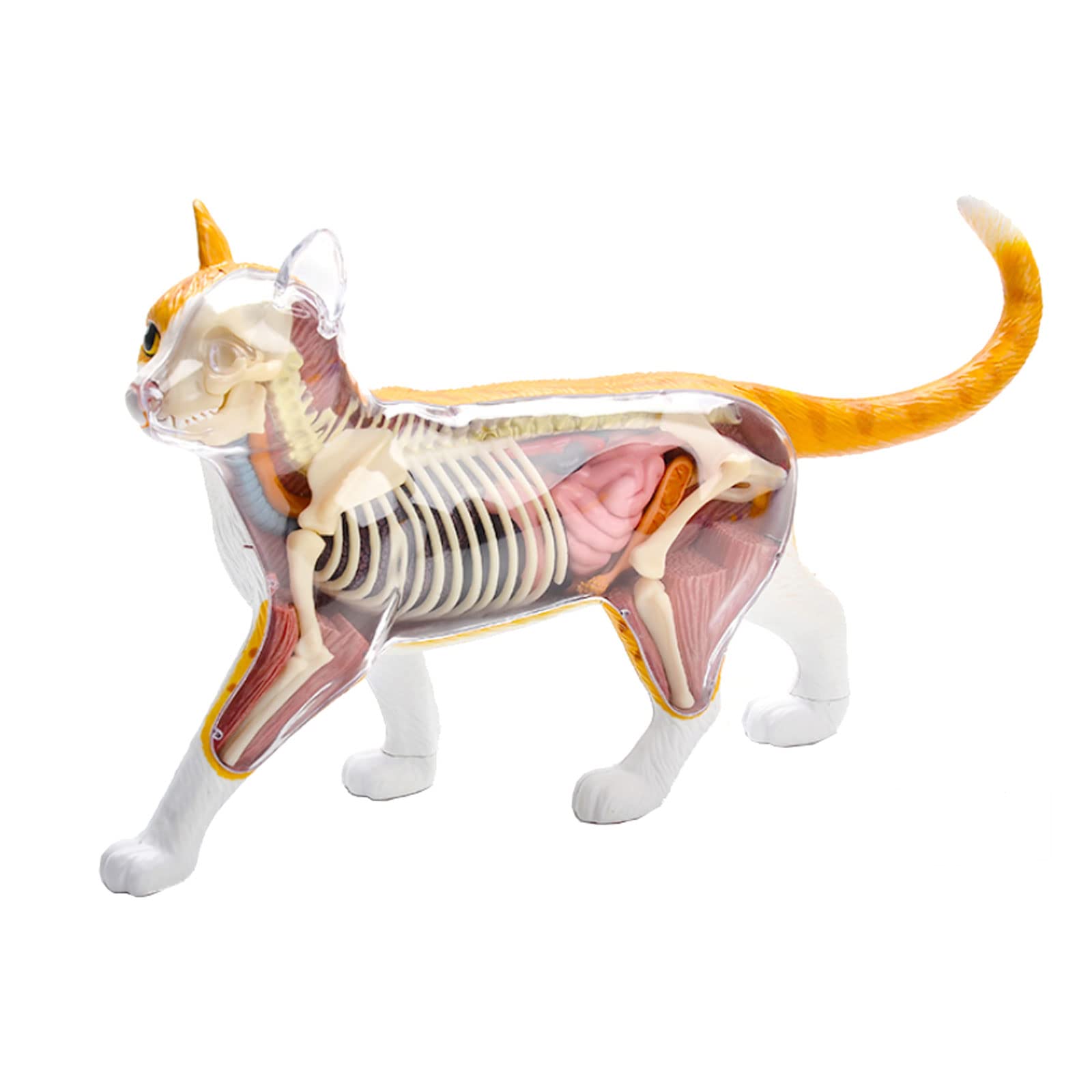 Amazon.co.jp: 人体模型 オレンジ猫オルガン骨格解剖組み立てモデル