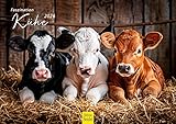 Edition Seidel Premium Kalender Faszination Kühe 2026 Format DIN A5 Wandkalender Kuhkalender Kuh Rind Kalb heimische Tiere Bauernhof Weide