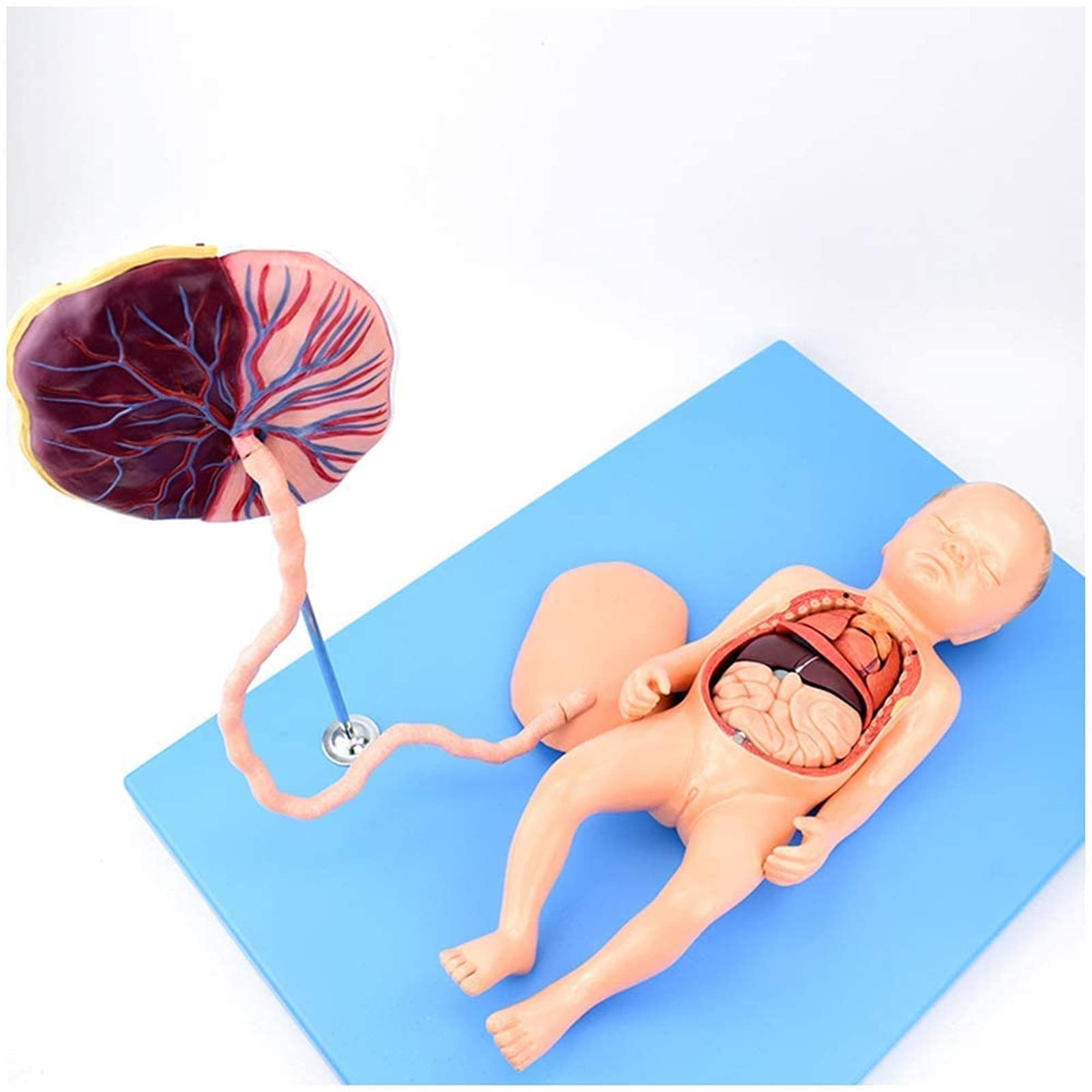 Modele Medyczne, Model Anatomiczny Narządów Noworodków, Model Anatomii Rdzenia Brzusznego I Łożyska Na Opiekę Płodu Dla Zajęć/studentów, Materiał Dydaktyczny