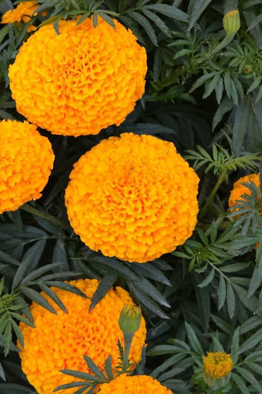 Ritz Farming® Orange Marigold Flower Seeds | geda Flowering Seeds for Home pots | all Season Flower Seeds for Home And Kitchen Gardening pack of 2 gram