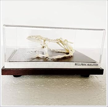 カエルlab.様 Amazon.co.jp: ERINGOGO カエル フィギュア 解体パズル カエル