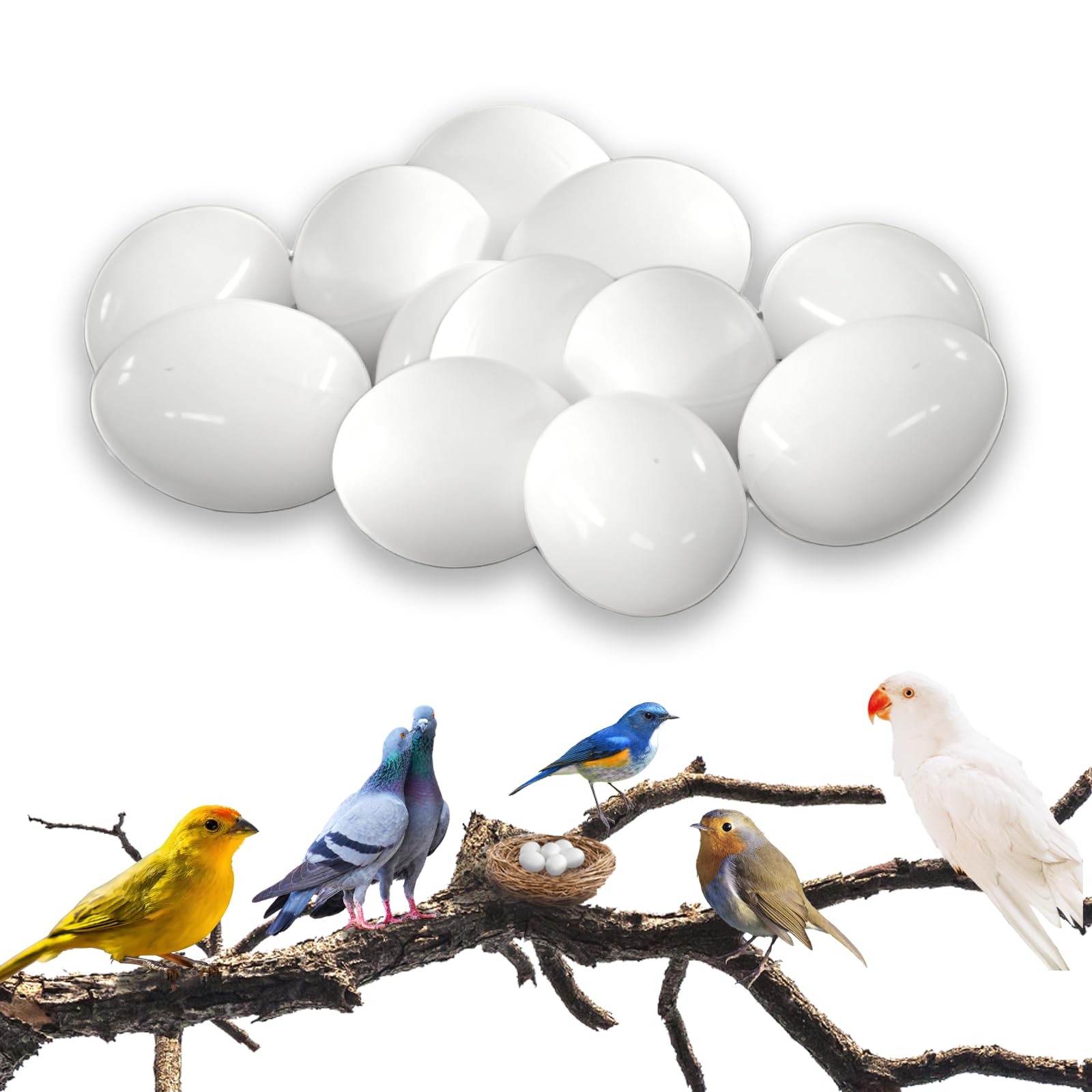 LITEMATIRA Solid Plastic Parrot Eggs - Dummy Hatching Eggs for Green Cheek Conure, Lorikeet, Ringneck Dove, Quaker, Cockatiel, 10 Pack