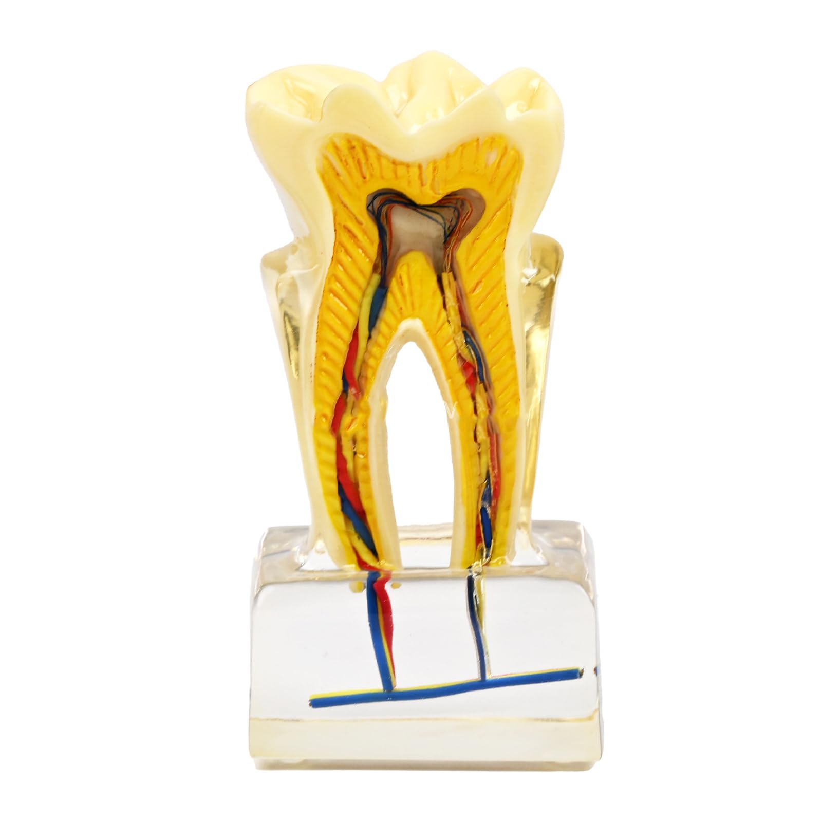 Modello anatomico U6X in PVC trasparente