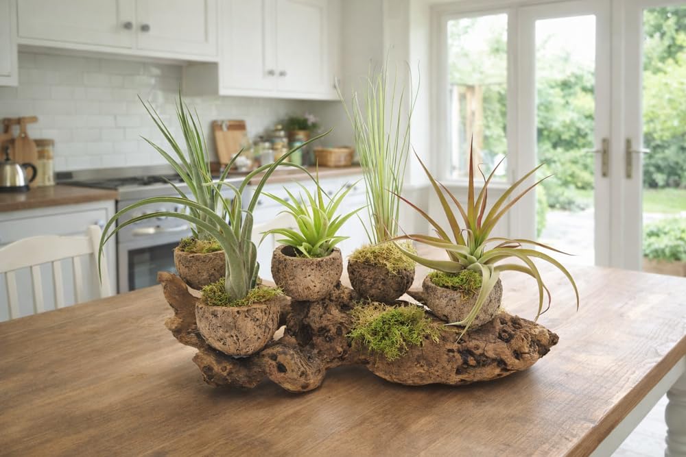 5er XL Tillandsien Set (12–40 cm) – Große Luftpflanzen, pflegeleicht, ideal für Deko, Terrarium & DIY – inkl. Pflegeanleitung, plastikfrei verpackt