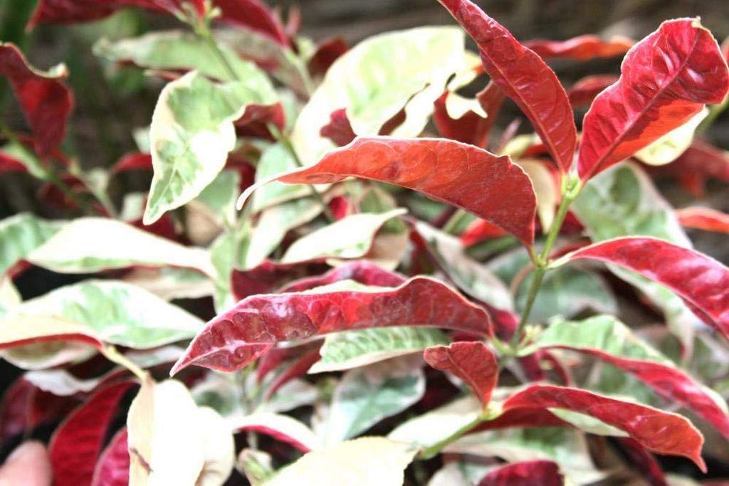 OhhSome Live Garden Plant Chinese Croton Excoecaria Cochinchinensis Firestorm Container Suitable for Terrace Plant (1 Healthy Live Plant) (B09N97SJ19) Amazon Price History, Amazon Price Tracker