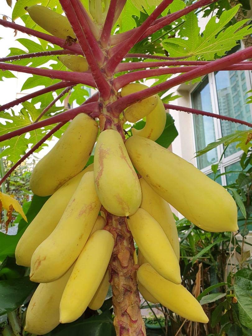 Aiden Gardens Rare Exotic Dwarf Long Golden Yellow Papaya Super Sweet dwarf 30 seeds or Growing (B093DKXT61) Amazon Price History, Amazon Price Tracker
