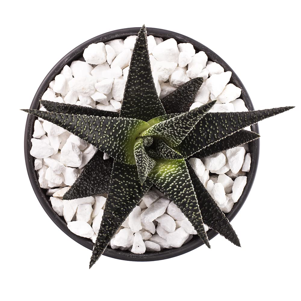 Marble Decorative Stones & Pebbles Chipping | Pot Toppers for Succulents | Ideal for Garden & Home Decor (Extra White Chippings 8-16mm, 2 kg)