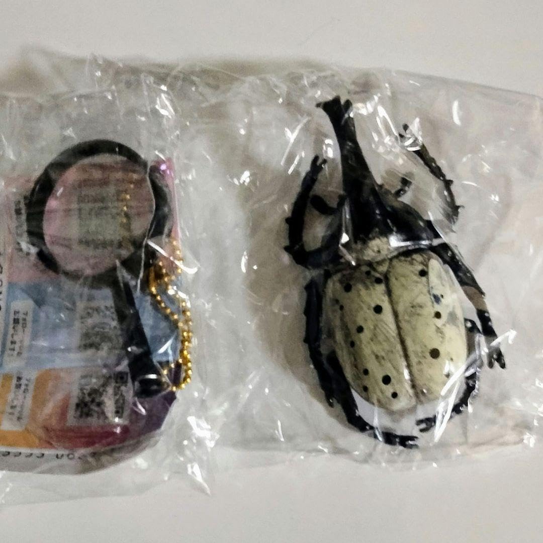 Amazon.co.jp: ☆昆虫採集標本（グラントシロカブト） : Toys & Games