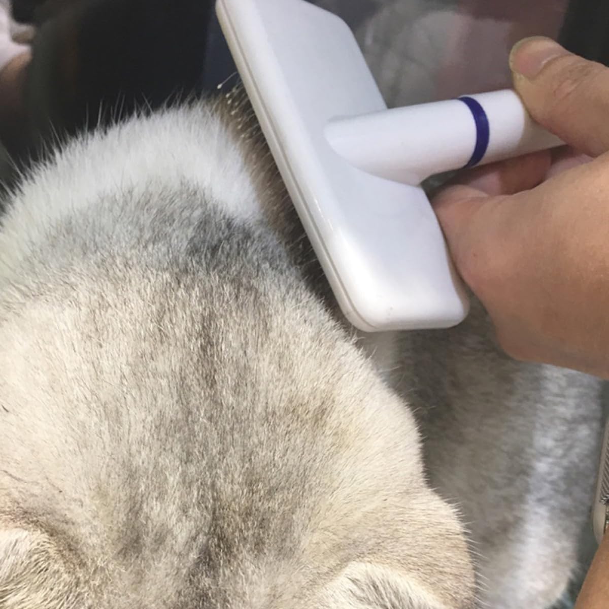 Abaodam Brosse pour Chien et Chat à Picots en Acier Inoxydable Brosse de Toilettage Épilante Compacte pour Animaux D’intérieur pour Éliminer Poils Morts et Nœuds Accessoire de Toilettage