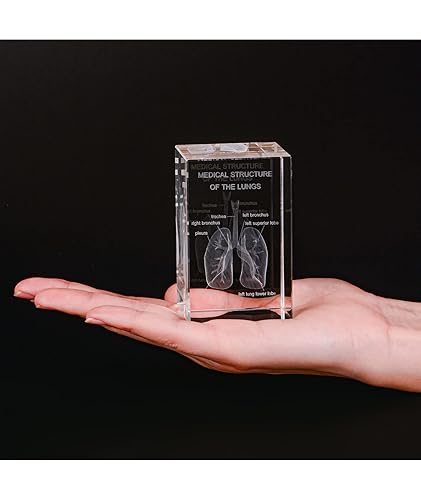 Miniatura 4 de Ultrassist Modelo de cristal pulmonar humano 3D, modelo anatómico grabado con láser para decoración del hogar y oficina, regalos de neumólogos