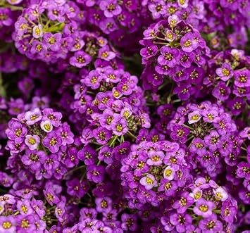 ALYSSUM  OKLU TOHUM - 250 Tohum - MOR Renk