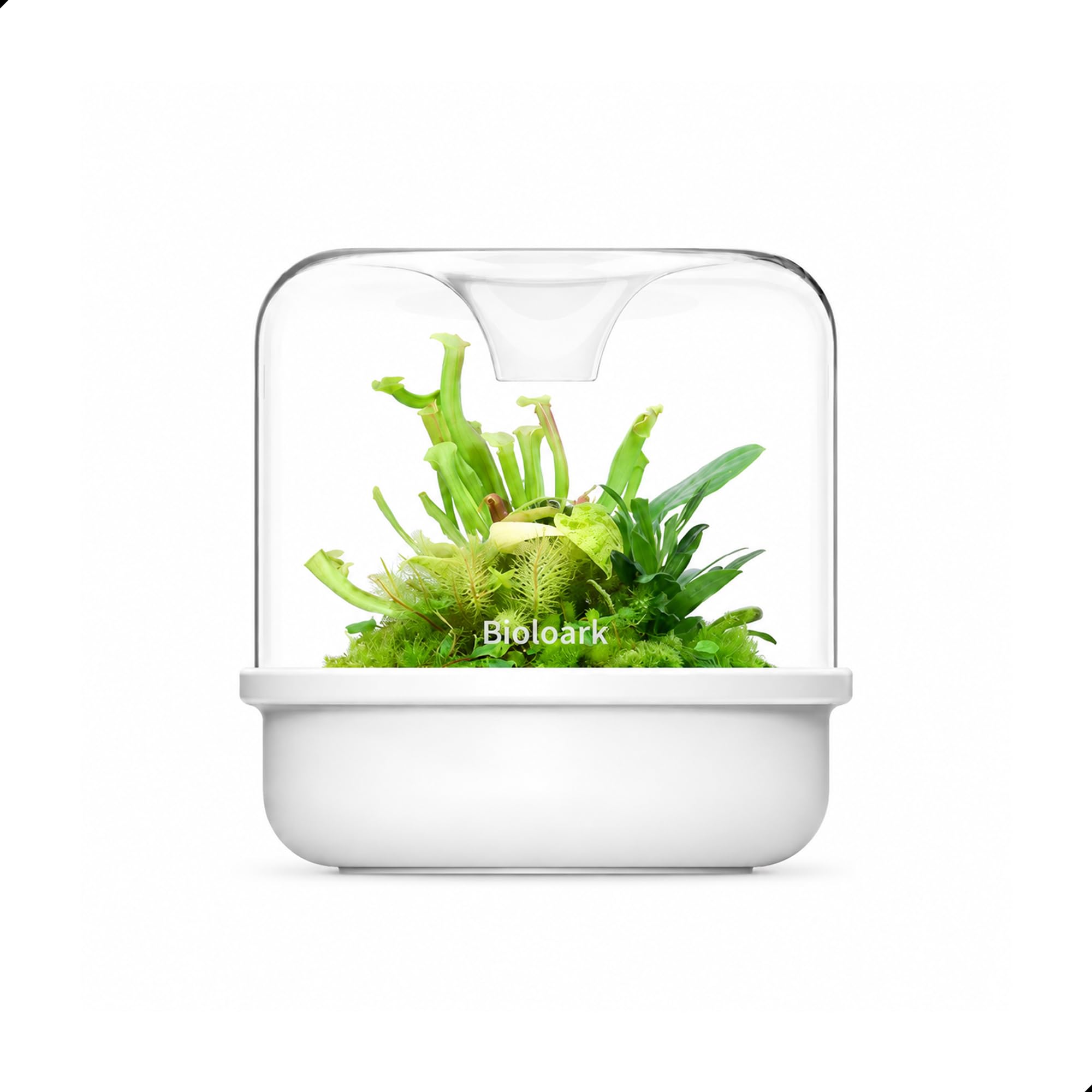 Amazon.co.jp: Bioloark MY-150K ガラスポット 苔テラリウム 容器