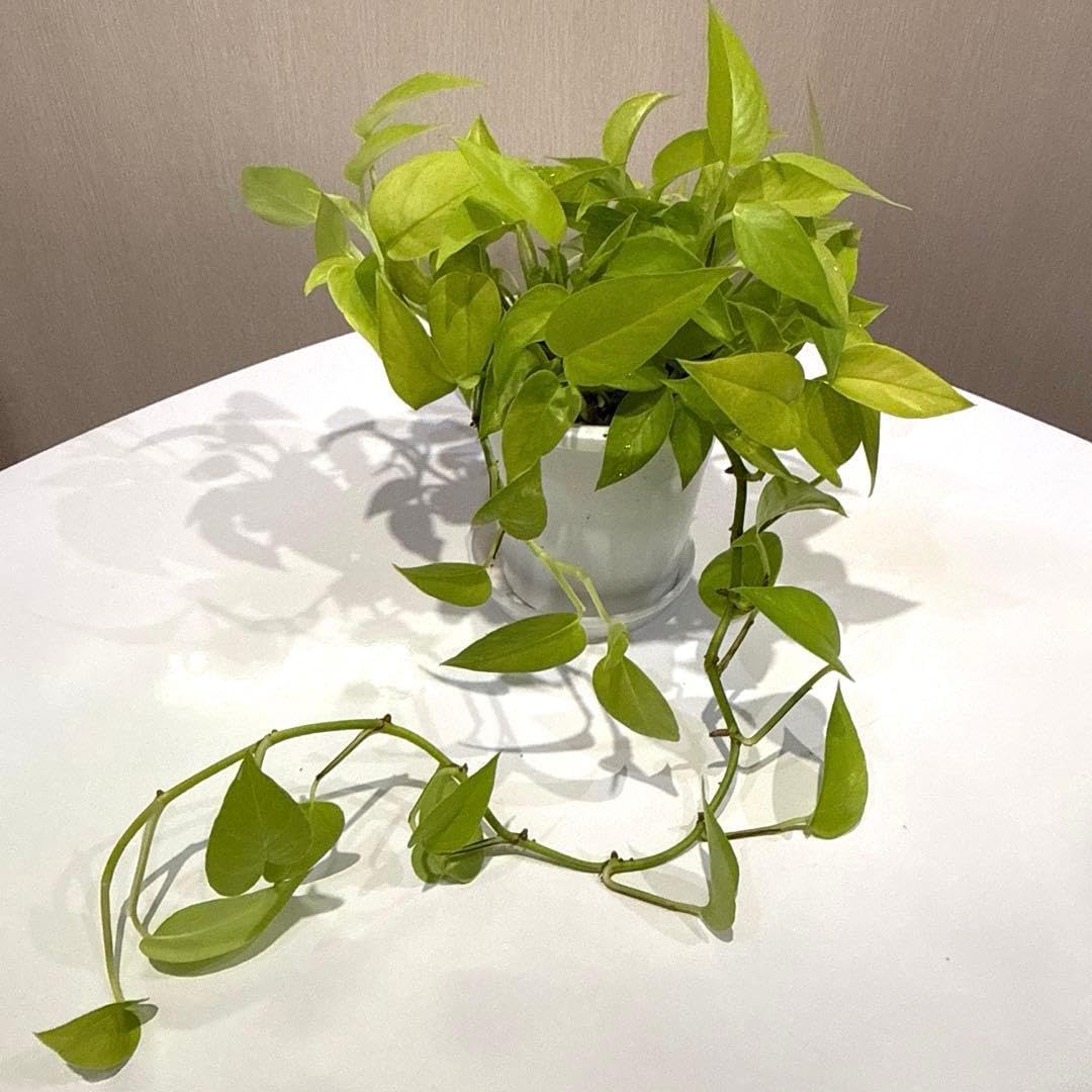 ポトス☆ライムコンパクト☆鉢苗☆9275 ポトス☆ライムコンパクト☆鉢苗☆9275 観葉植物】ポトス ライム 4.5寸吊