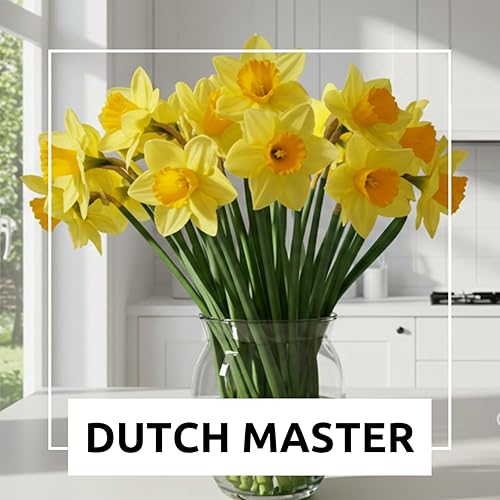 Miniatura 3 de 50 bulbos amarillos de narciso para plantar, bolsa de valor maestro holandés, planta en jardines, bordes y macizos de flores, tamaño de bulbo 104.7