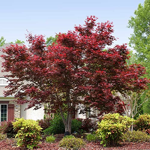 10 Bloodgood Japanese Maple Tree Seeds,(Acer Palmatum), Red Ribbon Leaf Japanese Maple, Palmate Lobe-Qauzuy Garden #TOP4