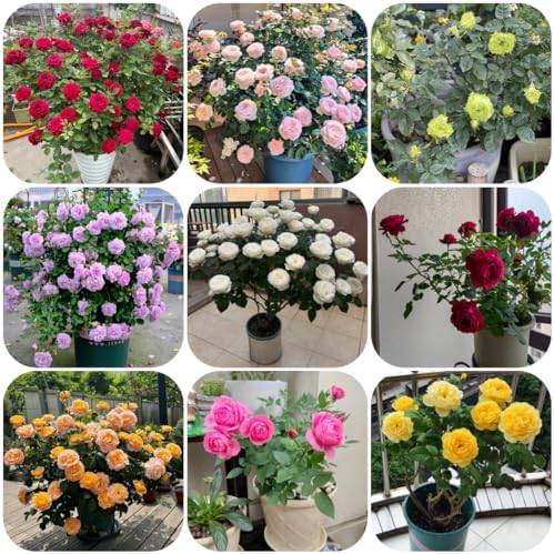 semillas de rosal, rosal trepador raras, decoración sala estar, M...