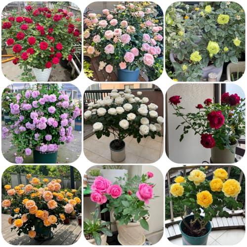 semillas de rosal, rosal trepador raras, decoración sala estar, Macizo, exóticas resistentes variedades antiguas, 50pcs