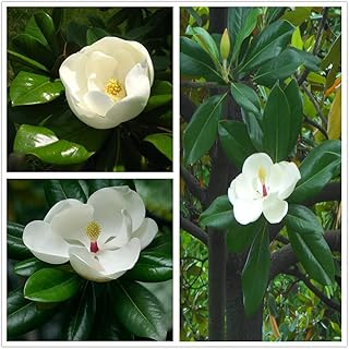 MOCCUROD Magnolia Grandiflora 15 Seeds