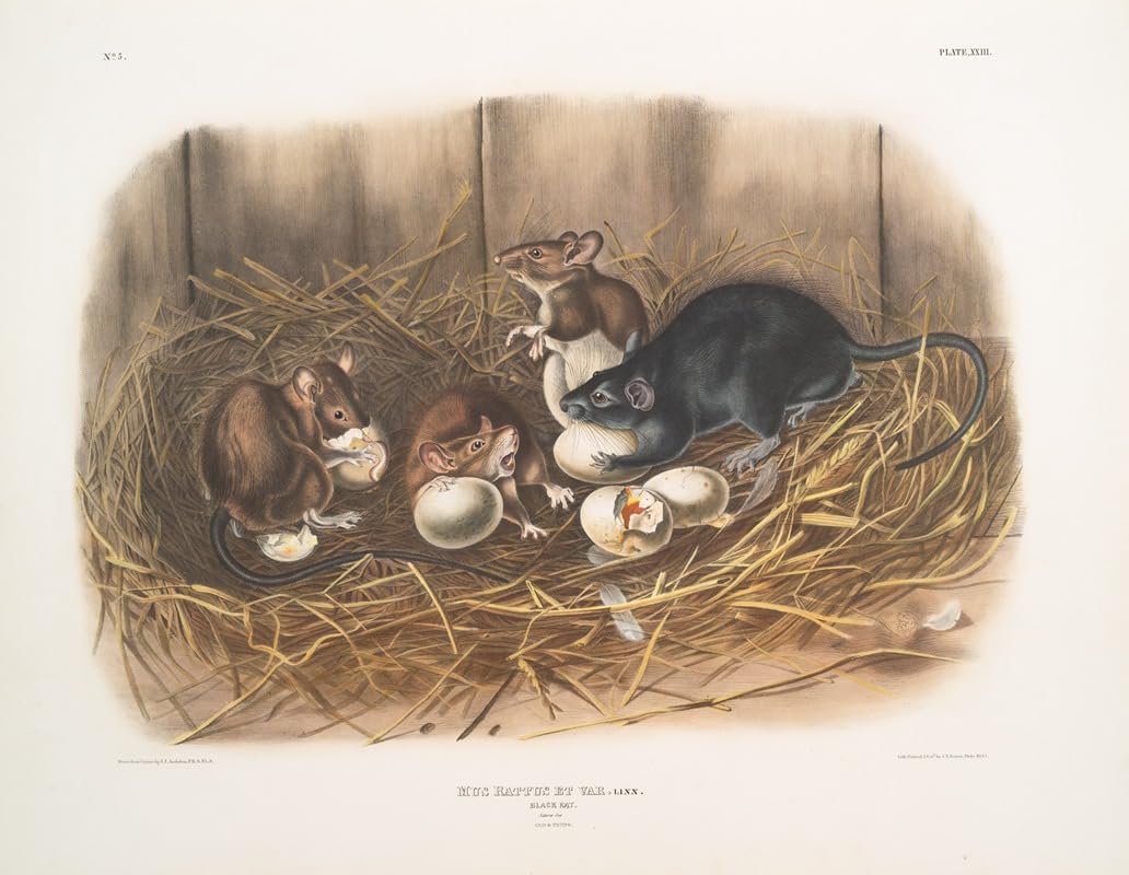 Amazon.com: Mus Rattus et var. Black Rat. Natural size. Old