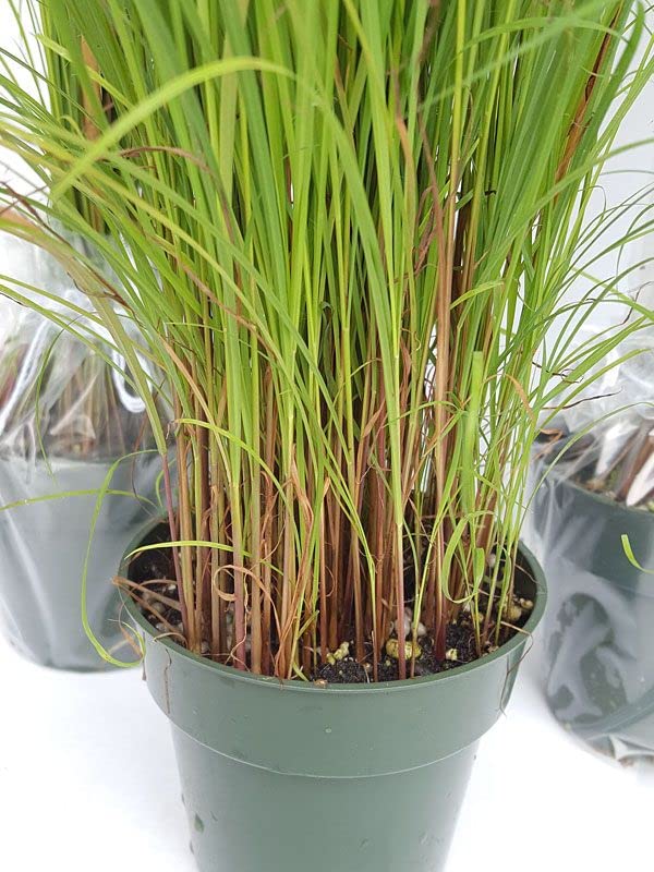 Cloud Farm Lemon Grass Live Plant CF15 (B0B8XWVL74) Amazon Price History, Amazon Price Tracker