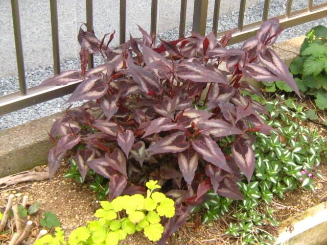 受付用　ペルシカリアレッドドラゴン苗 受付用 ペルシカリアレッドドラゴン苗 楽天市場】ペルシカリア