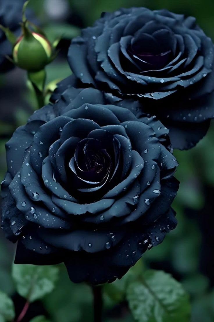 Black Rose Live Plant for Home Gardening | 1 live plant-image-39
