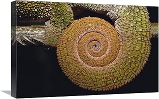 Global Gallery Panther Chameleon with Tail Curled in Sleeping Position, Madagascar-Canvas Art-24"x16"