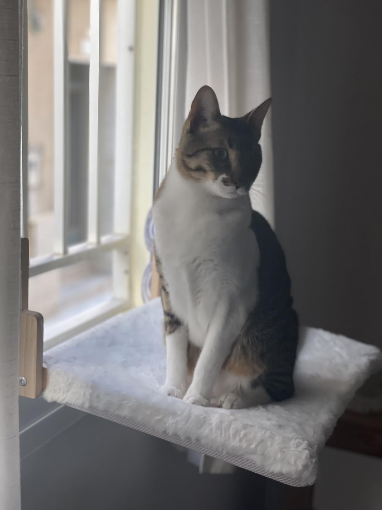 Hamaca para Gato de Ventana - Gris