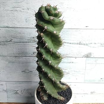 サボテン スピラリス 2本セット　ユーフォルビア　アガベ　カクタス　柱サボテン セレウス ペルビアナス スピラリス サボテン 柱サボテン | Bios