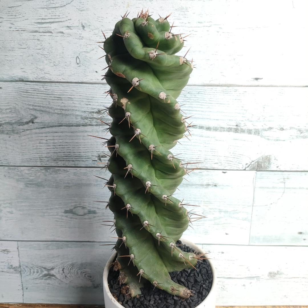 Amazon.co.jp: 【陶器鉢付き】 セレウス ペルビアナス