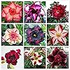 15 Stks Mix Desert Rose Zaden Regenboog Adenium Obesum Exotische Perennial Outdoor DIY Decoratieve Geurige Bloemen Voor…
