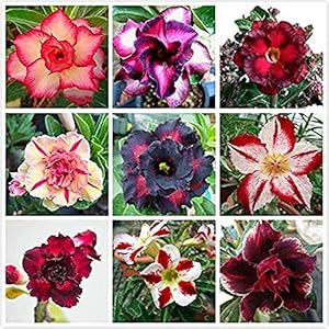 15 Stks Mix Desert Rose Zaden Regenboog Adenium Obesum Exotische Perennial Outdoor DIY Decoratieve Geurige Bloemen Voor…