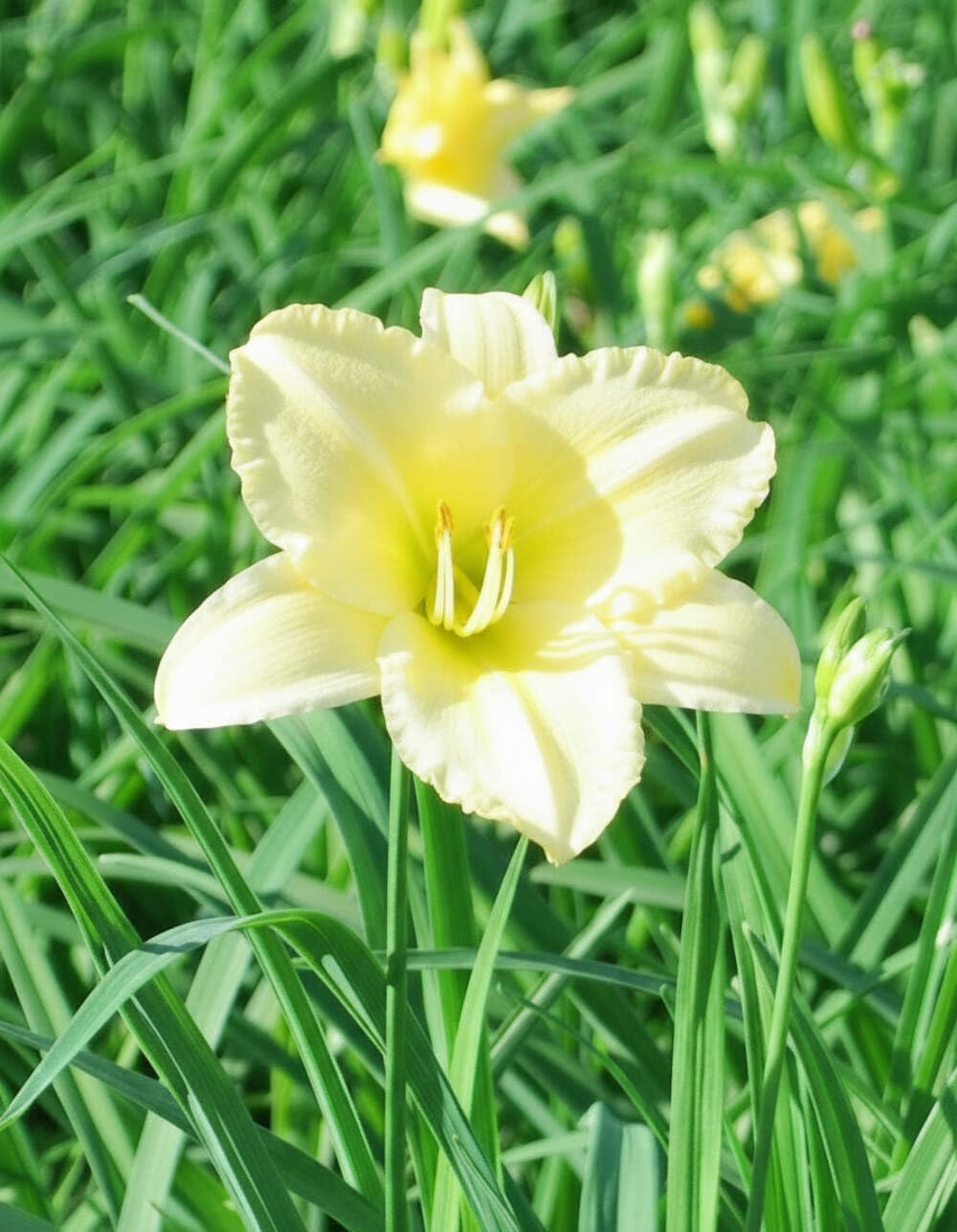 Perennial Farm Marketplace Hemerocallis 'Gail's Fragrant Treasure' (Daylily) Perennial, Size-#1 Container, Yellow Flowers