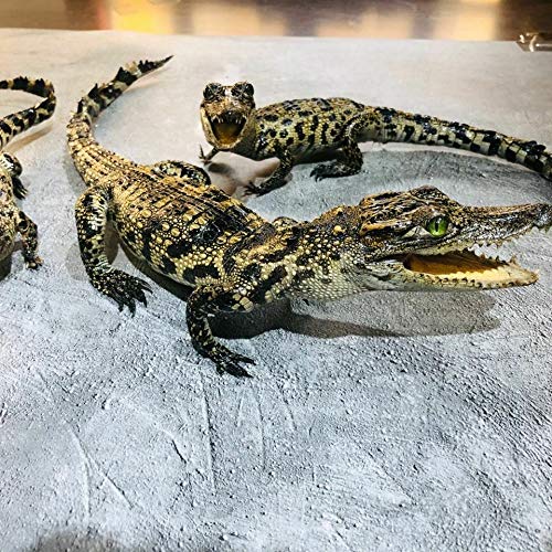 Amazon.co.jp: ホットタキディミー、（シャムワニ）小さなワニ標本装飾