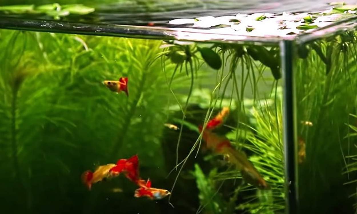 A.D.P. UTH Fish Food Fresh Water Moina Macrocopa 75 g. Tropical Fish Food Grow Faster & Color Enhancer Slow Sinking Like Pellets High Protein 74% for All Baby Fry Newborn Fish Feed & Small Fish Care