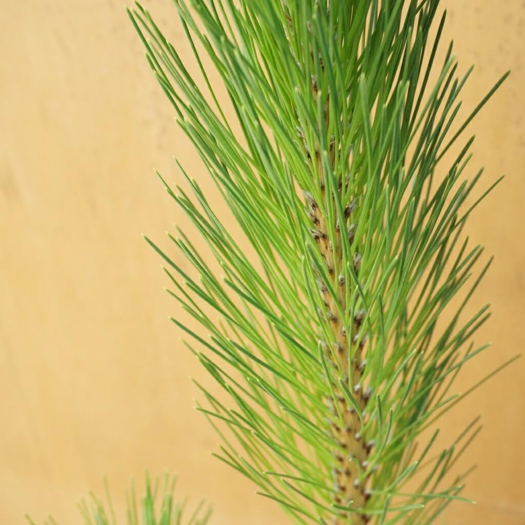 苗/苗木 【15本セット】 クロマツ 樹高0.8m前後 10.5cmポット 黒松