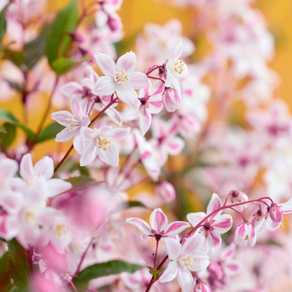 Deutzia x hybrida 'Tokyo Delight' Compact Shrub with Pink & White Bicolour Flowers – Ideal for Small Gardens, Borders & Patio Containers, 3 x 9cm Pots by Thompson and Morgan