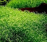 WFW wasserflora Teichlebermoos/Riccia fluitans in Einer 125 ml Dose, Leber-Moos