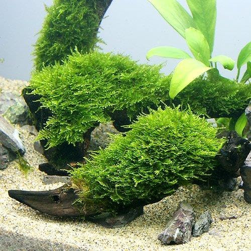 Amazon.co.jp: （水草）☆育成済☆ 南米ウィローモス 流木 S