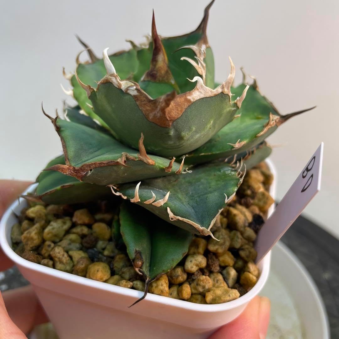 アガベ　チタノタ　ブラックドラゴン　活着株鉢ごと発送 アガベ チタノタ ブラックドラゴン 活着株鉢ごと 🌿Agave titanota