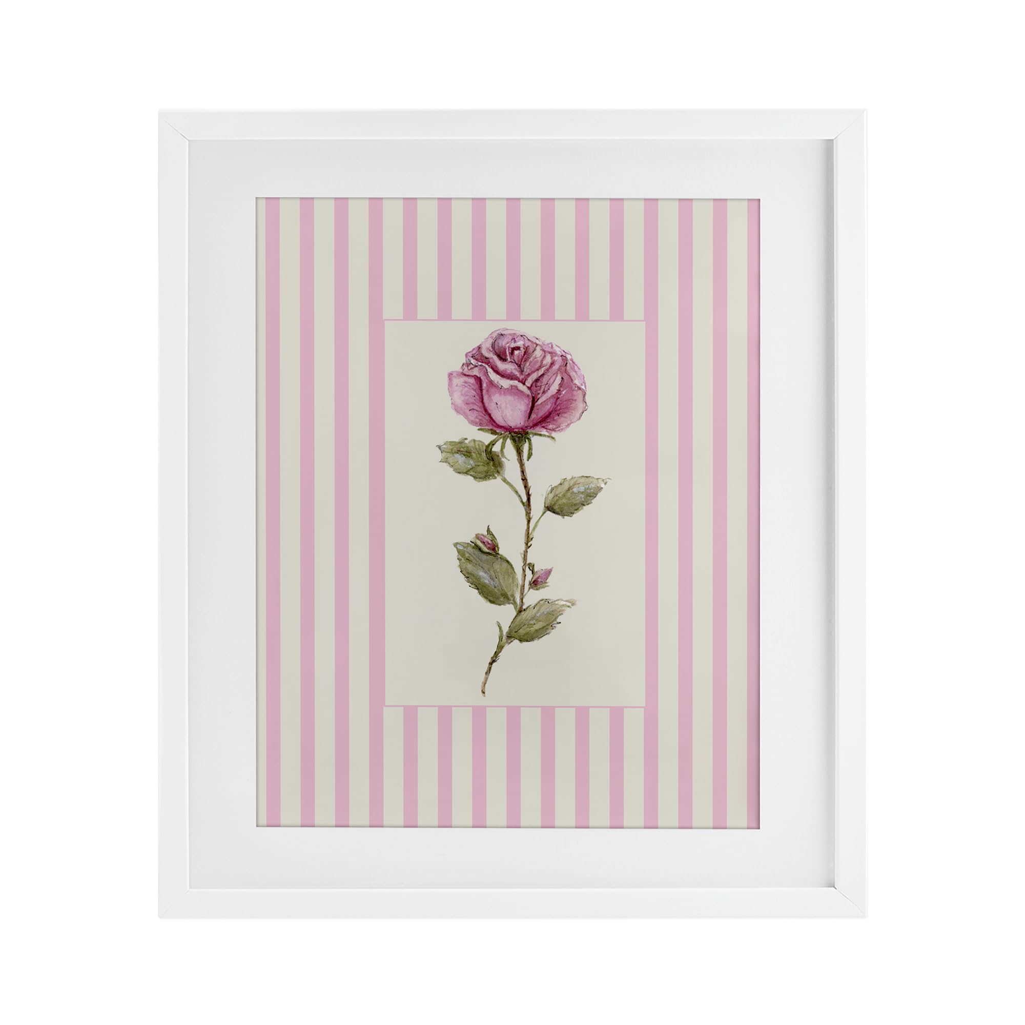 'Pink Stripe Rose'| Framed Print Under Glass
