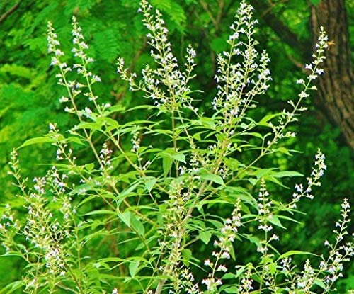 Plant House Live Nirgundi-Five Leaved Chaste-Vitex Nigundo Medicinal Plant with POT (B07GYQ67H9) Amazon Price History, Amazon Price Tracker