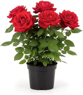 RED ROSE LIVE PLANT WITH POT ? BEAUTIFUL FRAGRANCE FLOWER PLANT ALL SEASON NATURAL DECORATIVE PLANT FOR HOME GARDEN & INDOOR OUTDOOR