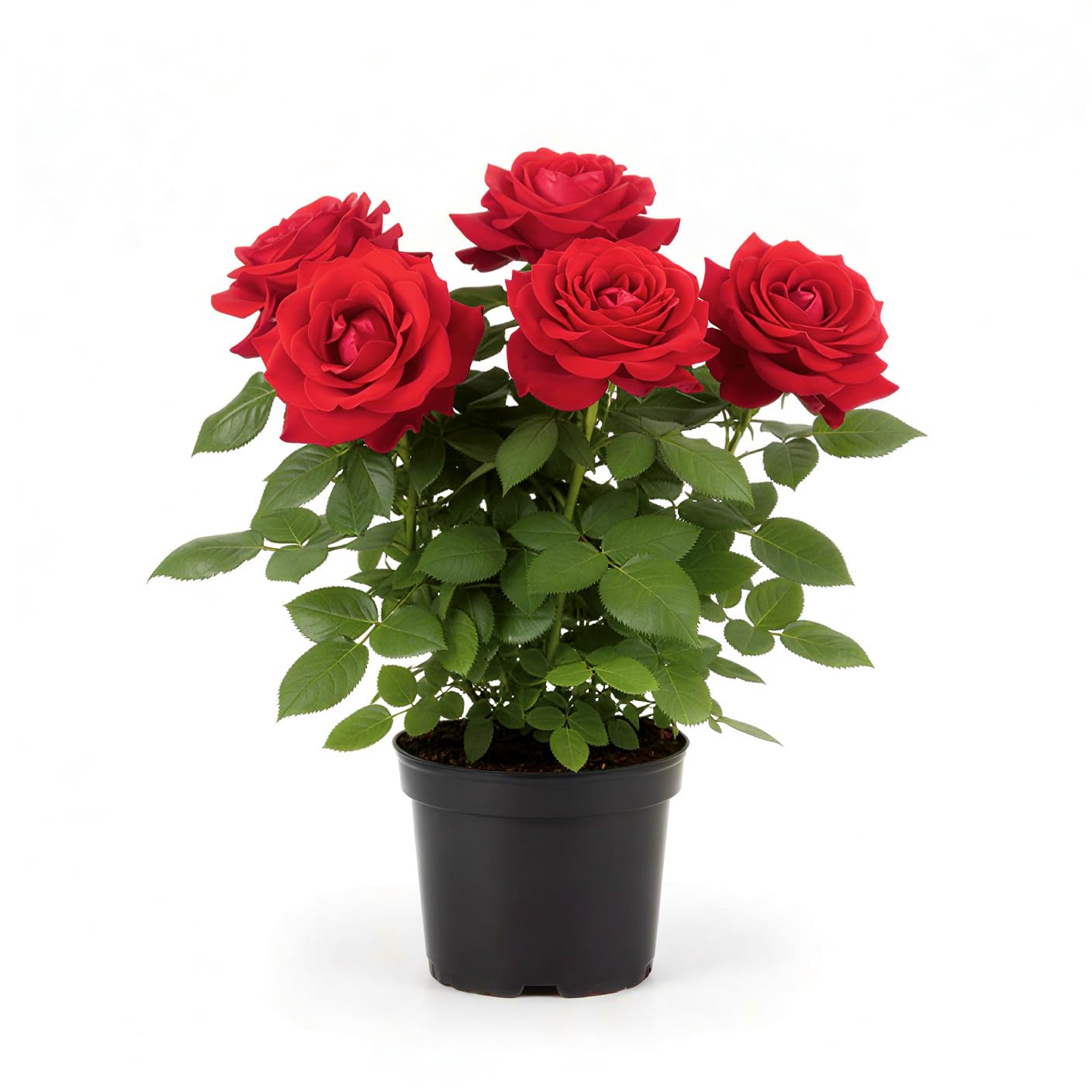 RED ROSE LIVE PLANT WITH POT – BEAUTIFUL FRAGRANCE FLOWER PLANT ALL SEASON NATURAL DECORATIVE PLANT FOR HOME GARDEN & INDOOR OUTDOOR-image-37