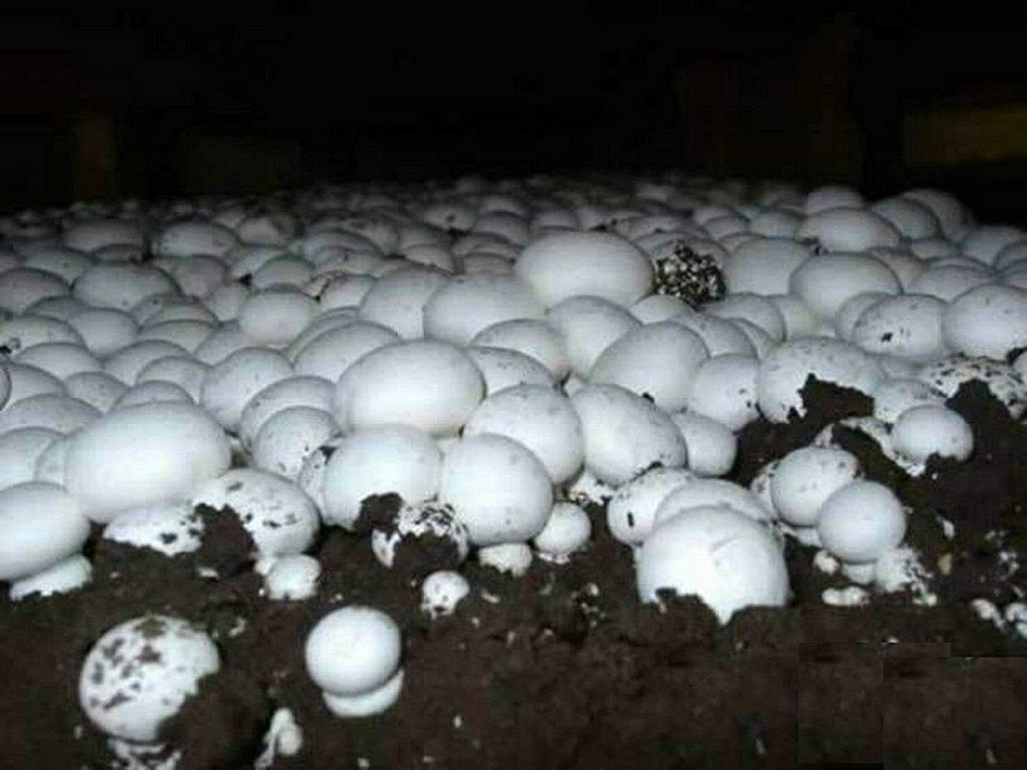 mushroom　0324 12073420226590.jpg